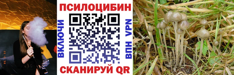 Купить  Гвардейск  Псилоцибиновые грибы MAGIC MUSHROOMS 